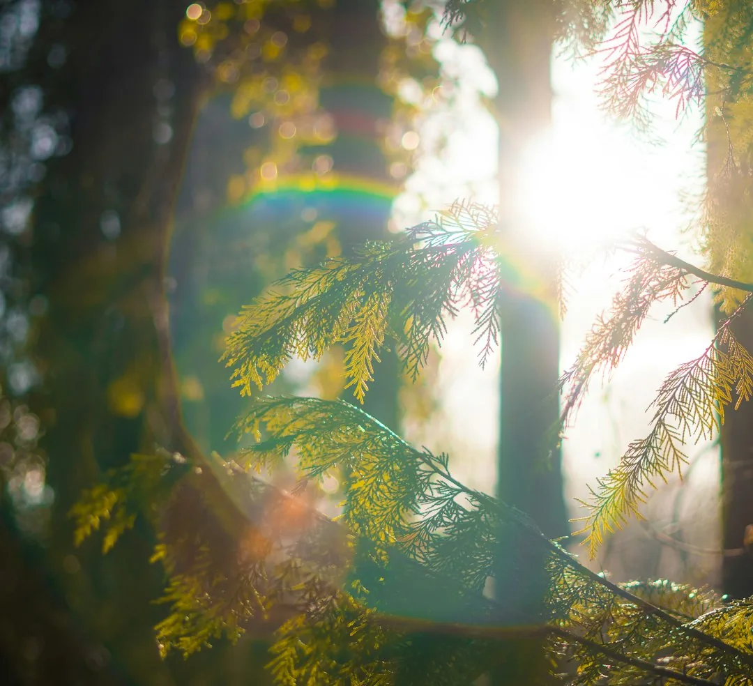 Sunlight falling through a dense pine canopy onto a soft needle-covered trail