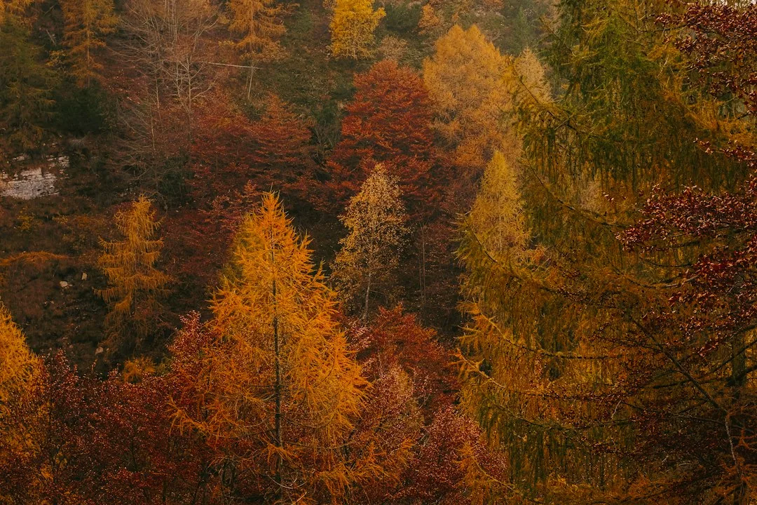 Autumn maples glowing among evergreen pines along a quiet trail