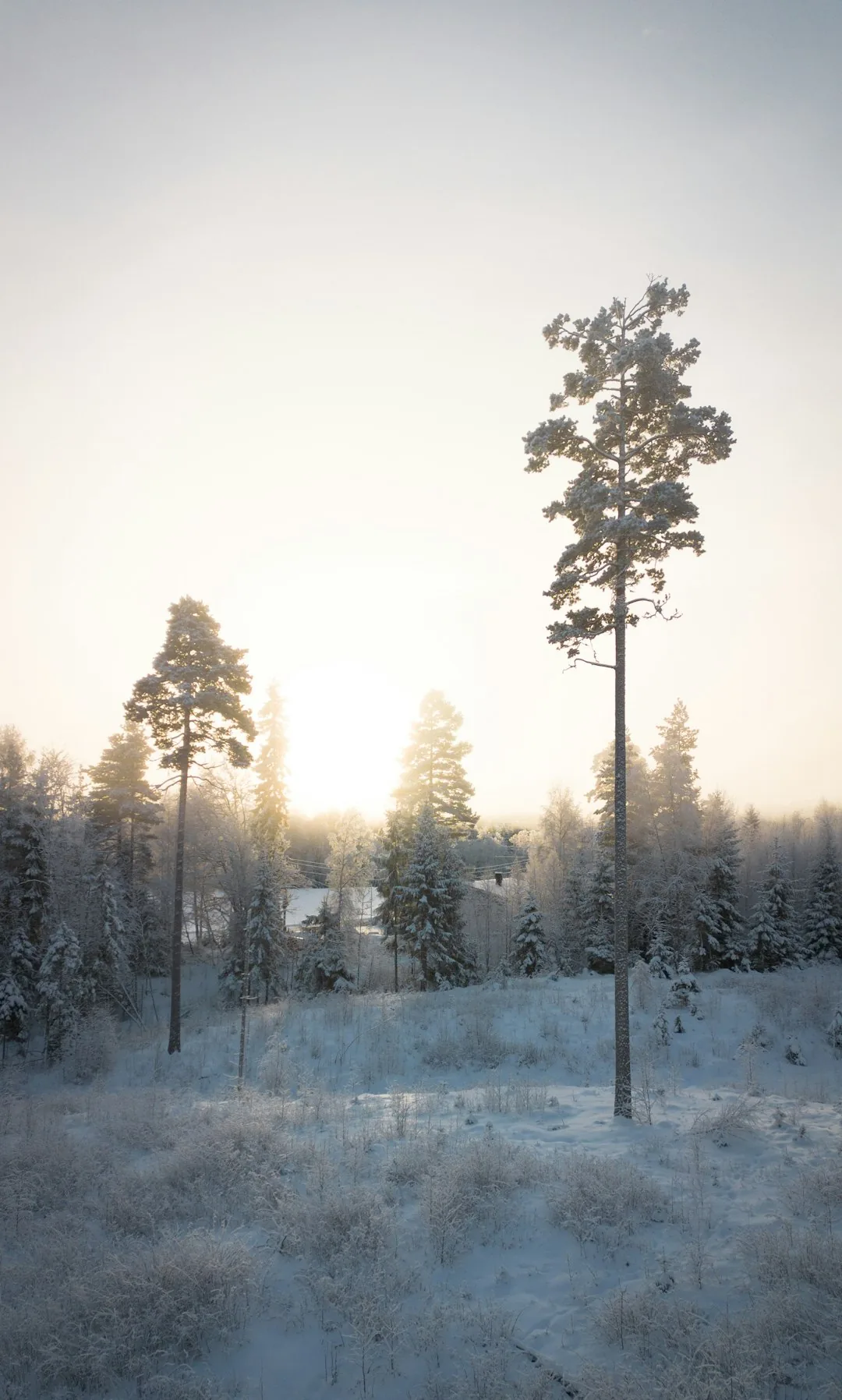 Sunlight filtering through a stand of tall pines on a soft earth trail